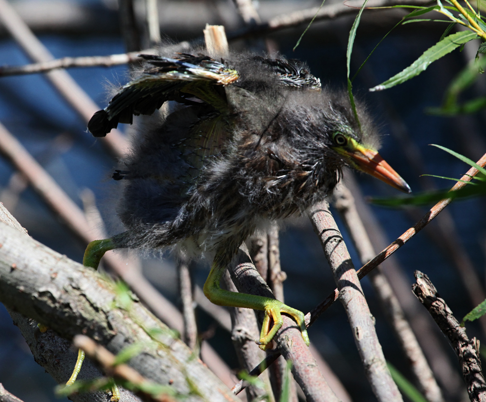 OWLET/MLF8142011MRT203x1000.jpg