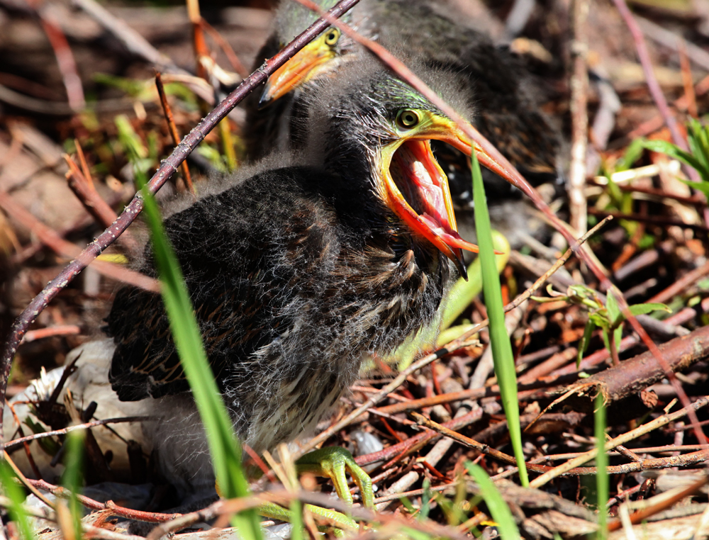 OWLET/MLF8142011MRT250x1000.jpg