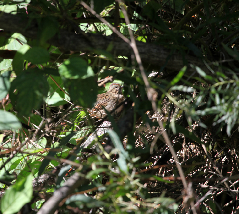 OWLET/MLF9082012MRT034X1000.jpg