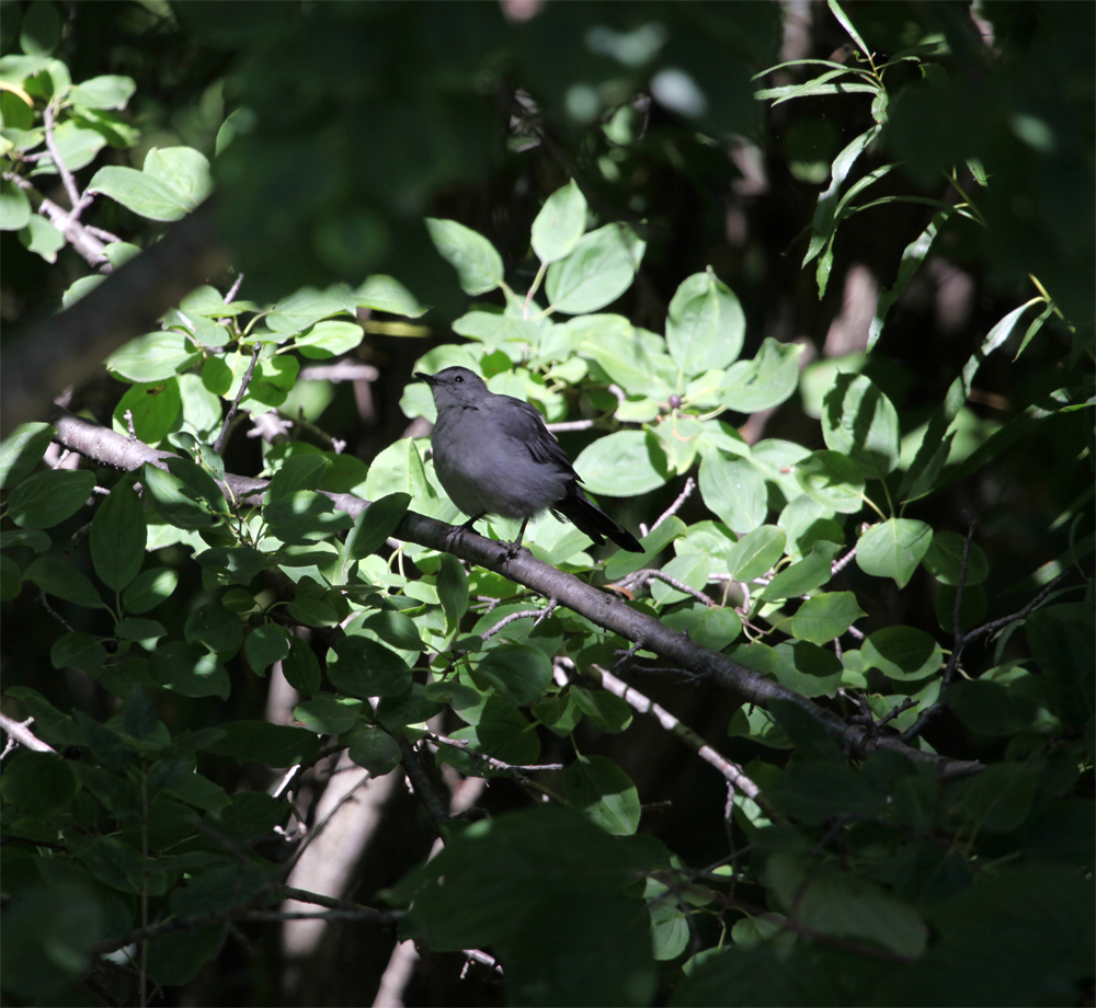 OWLET/MLF9082012MRT034X1000.jpg