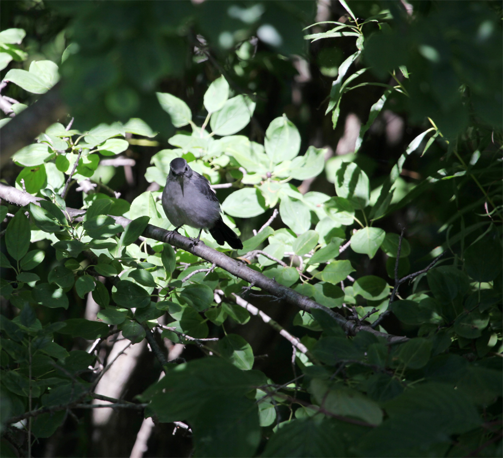 OWLET/MLF9082012MRT034X1000.jpg