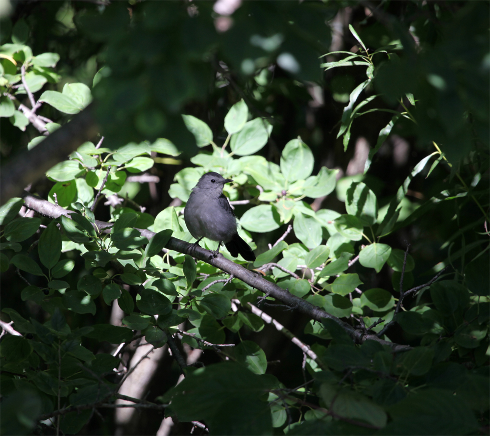 OWLET/MLF9082012MRT034X1000.jpg