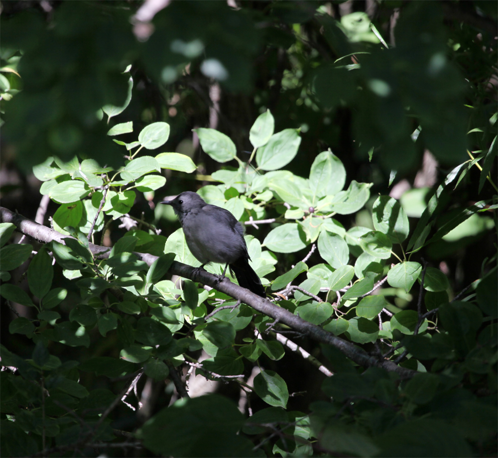 OWLET/MLF9082012MRT034X1000.jpg