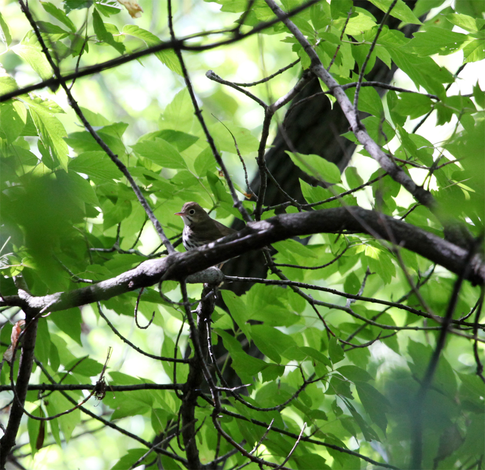 OWLET/MLF9082012MRT034X1000.jpg