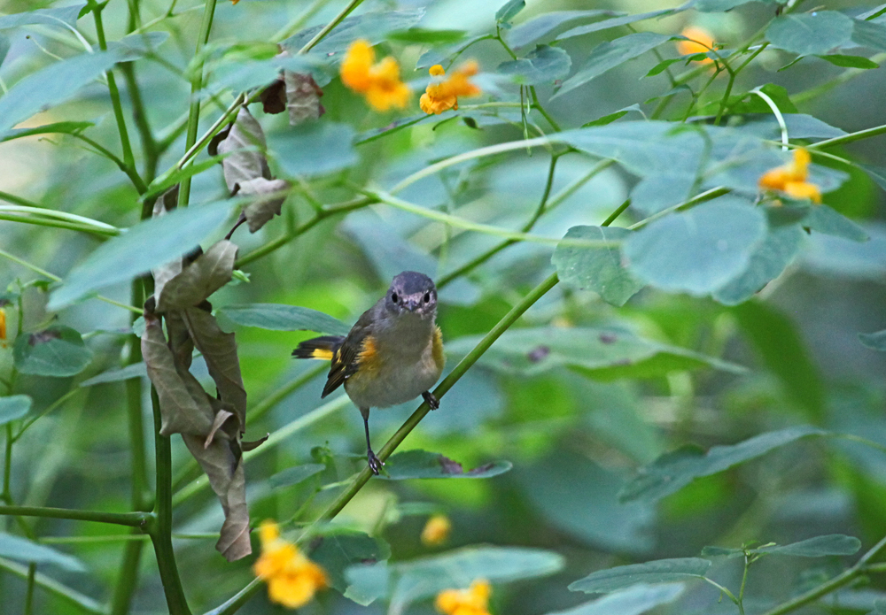 OWLET/MLF9102011MRT035X1000.jpg