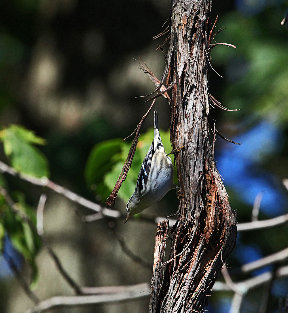 OWLET/MLF9182011MRT517x1000.jpg