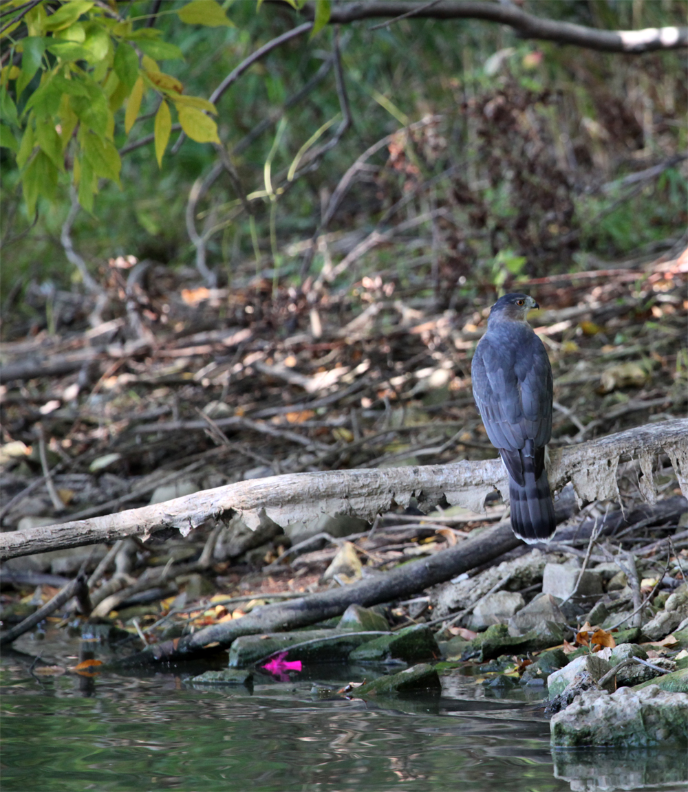 OWLET/MLF9252012MRT218x1000.jpg