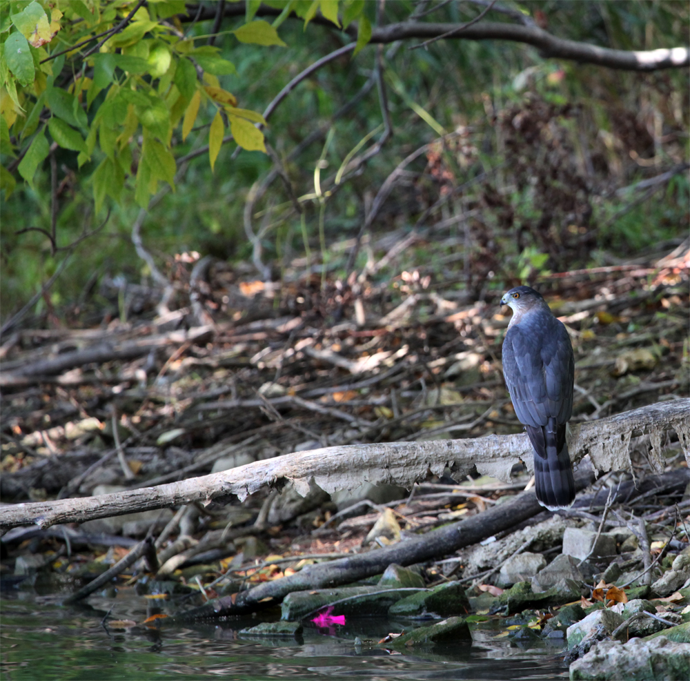 OWLET/MLF9252012MRT218x1000.jpg