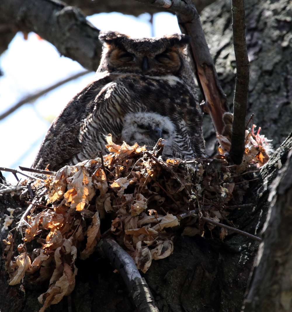 OWLET/MLFANDESTRA4212012MRTRAPP15X1000.jpg