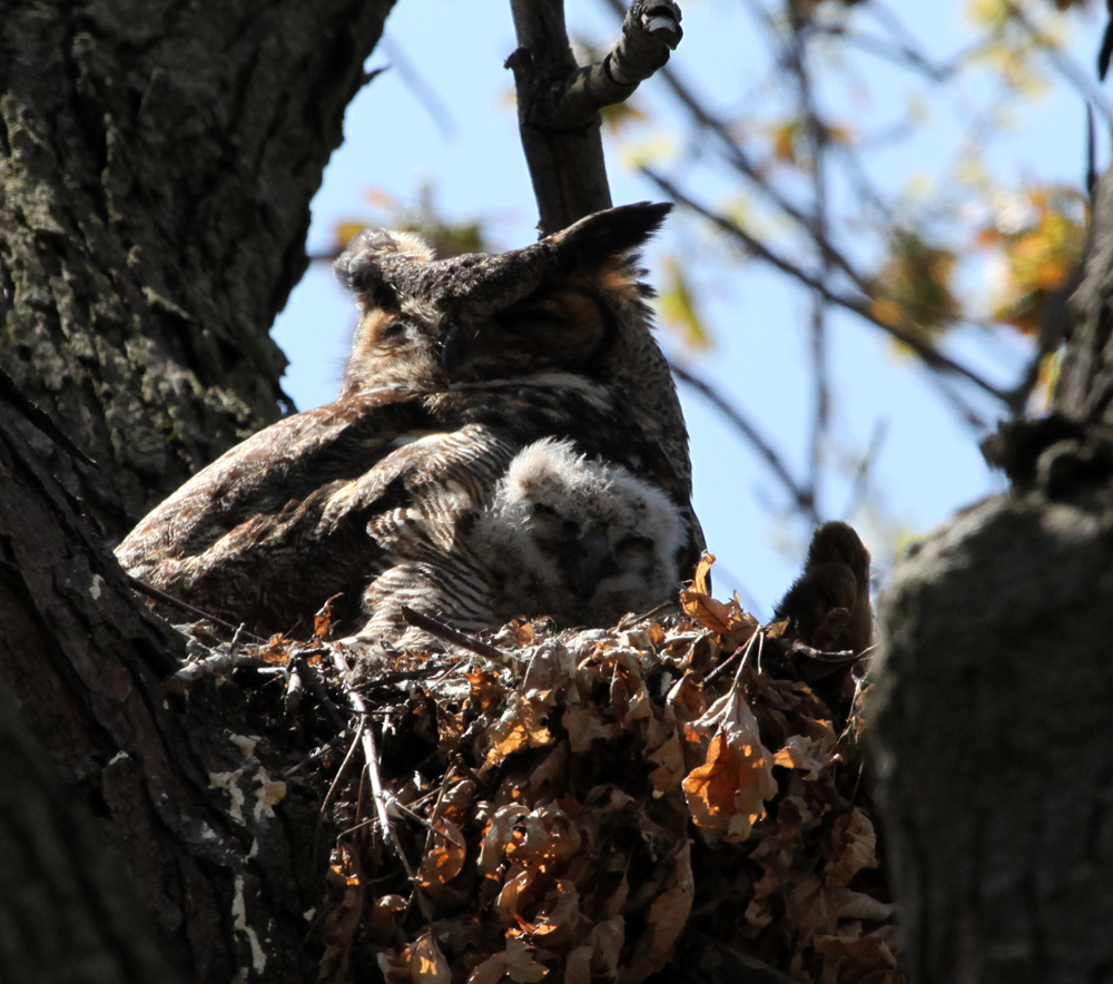 OWLET/MLFANDESTRA4212012MRTRAPP15X1000.jpg