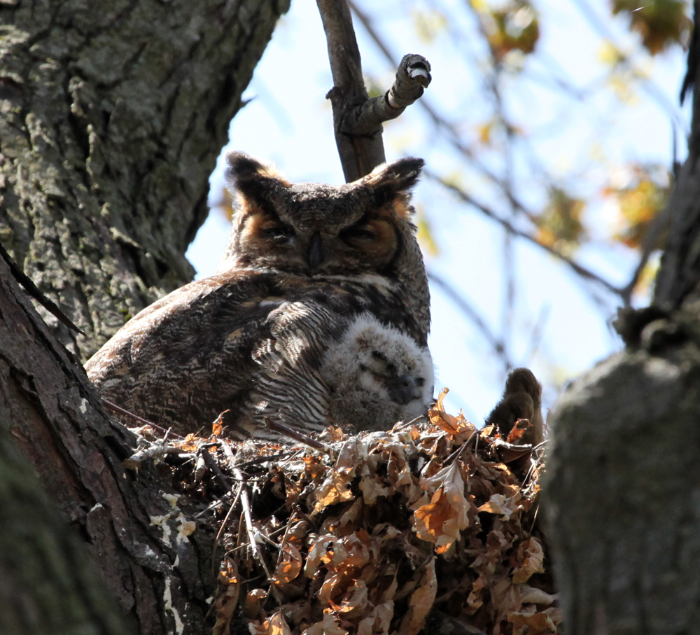 OWLET/MLFANDESTRA4212012MRTRAPP15X1000.jpg