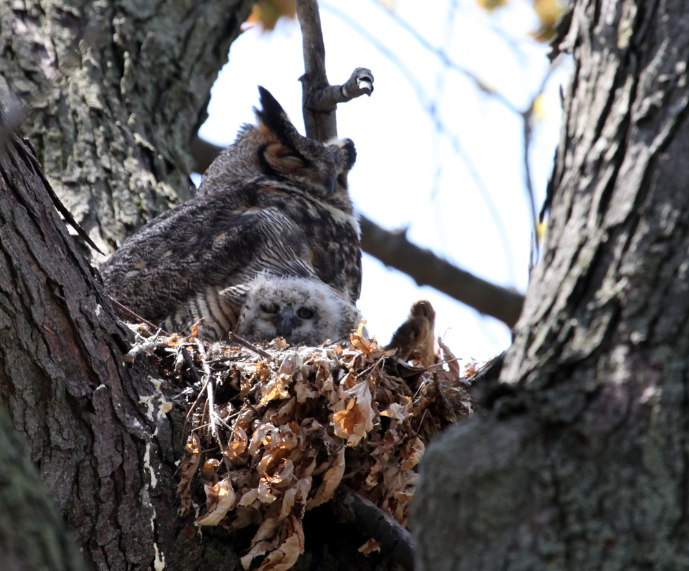 OWLET/MLFANDESTRA4212012MRTRAPP15X1000.jpg