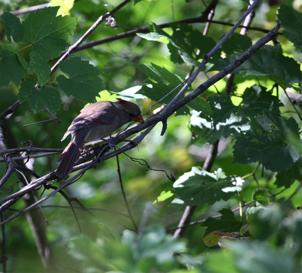 OWLET/MLFANDLAKEPARK9112012MRT073X1000.jpg