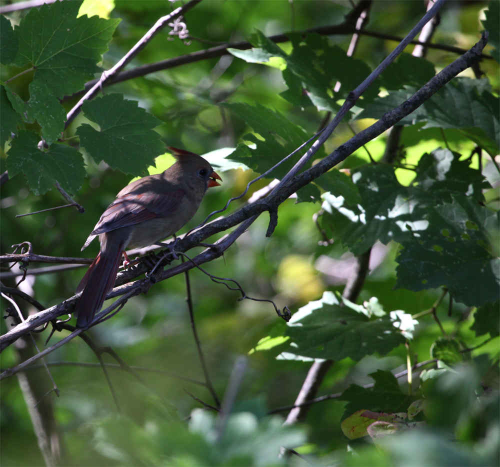 OWLET/MLFANDLAKEPARK9112012MRT073X1000.jpg