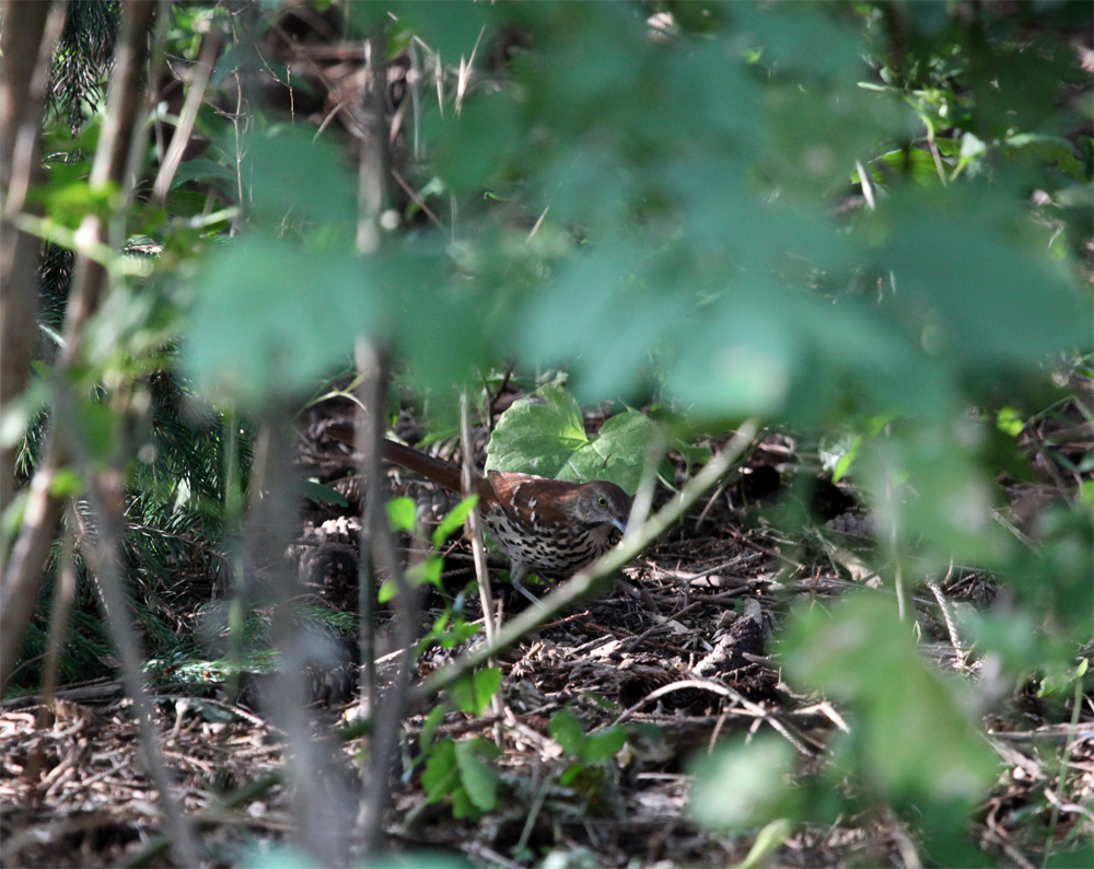 OWLET/MLFANDLAKEPARK9162012MRT041X1000.jpg