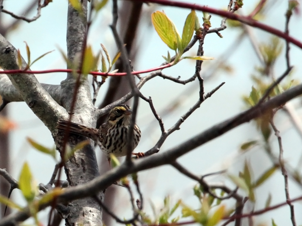 OWLET/MLFMRTRAPP5022012063X1000.jpg