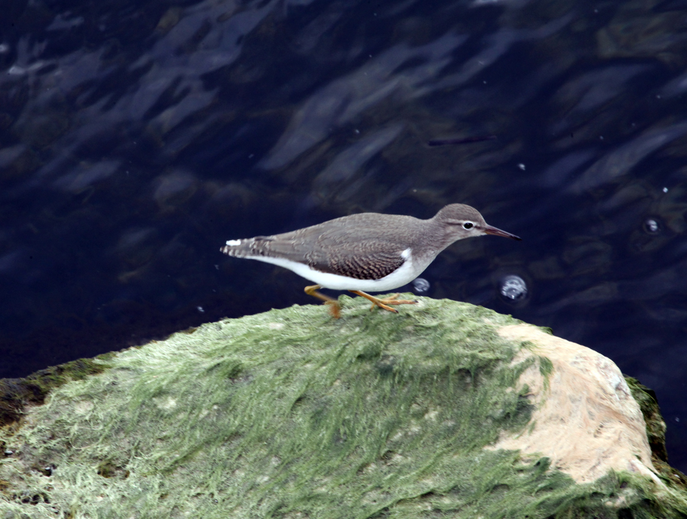 OWLET/WOODDUCK458.jpg