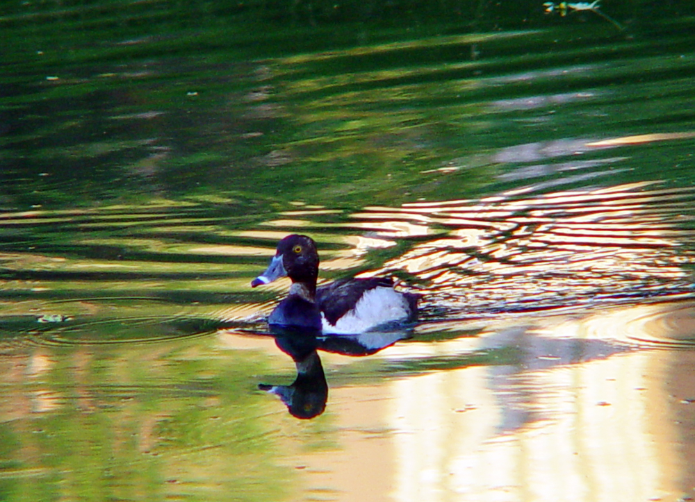 OWLET/WOODDUCK458.jpg