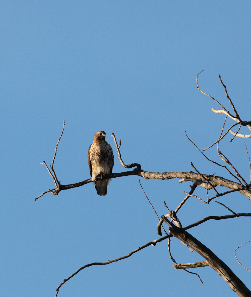 OWLET/MRTRAPP10102010HM020X1000.jpg