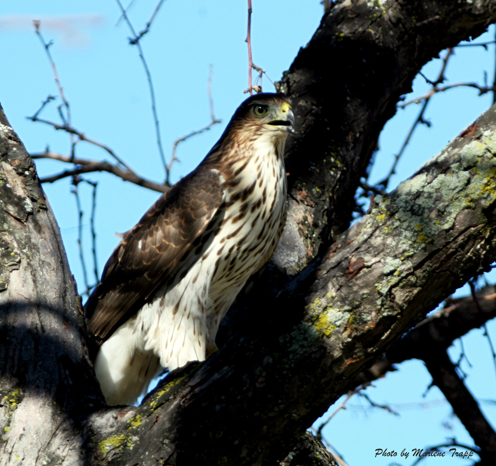 OWLET/MRTRAPP165.jpg