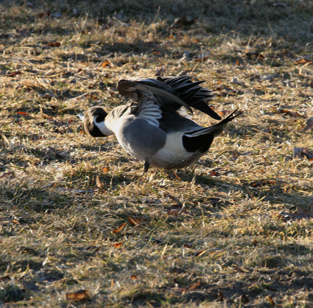 OWLET/MRTRAPP31408015X1000.jpg