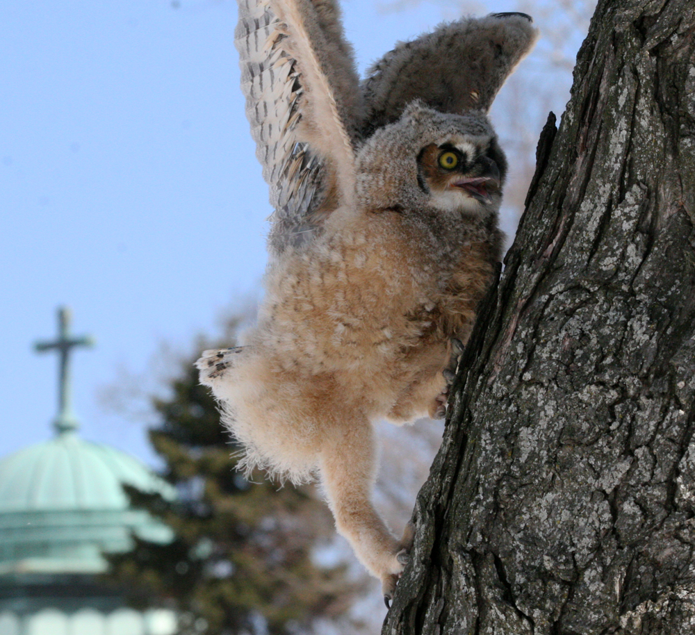 OWLET/MRTRAPP4022008088.jpg