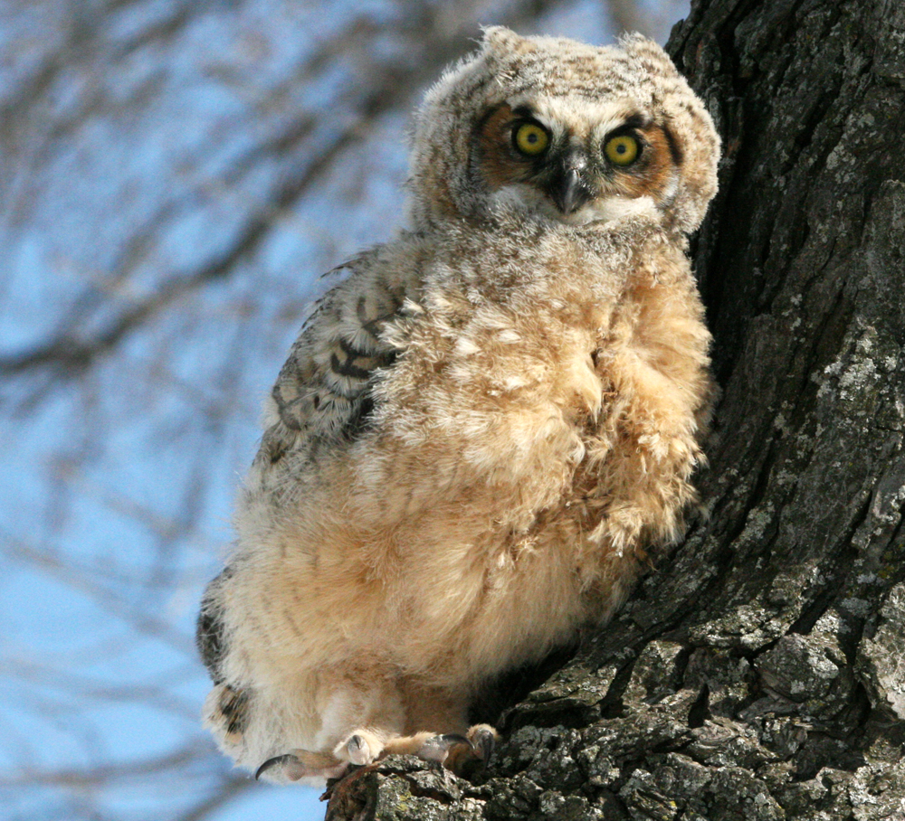 OWLET/MRTRAPP4022088064.jpg