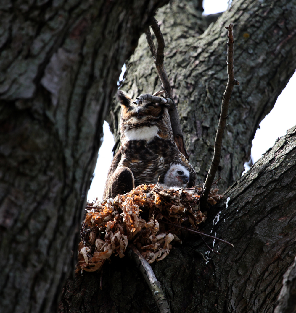 OWLET/MRTRAPPESTABROOKOWLET4142012079x1000.jpg