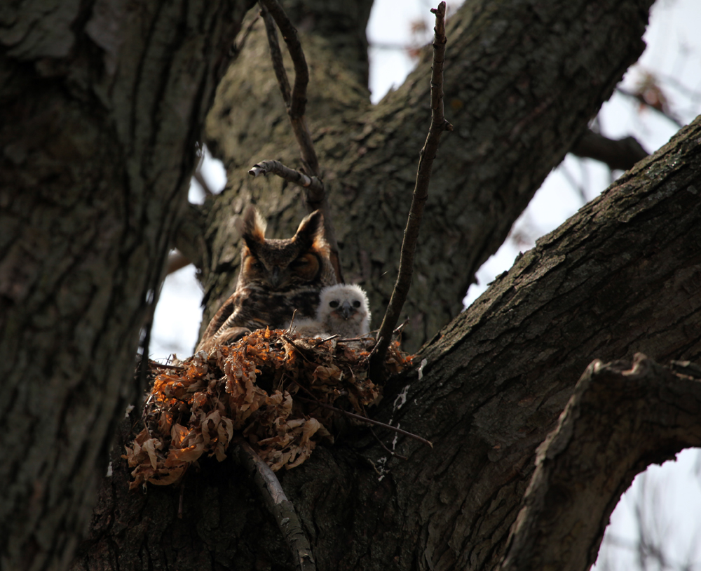 OWLET/MRTRAPPESTABROOKOWLET4142012079x1000.jpg