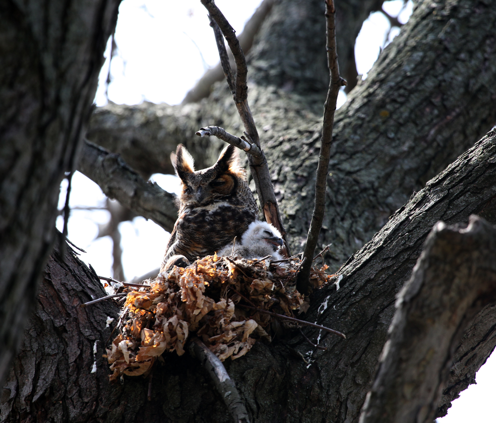 OWLET/MRTRAPPESTABROOKOWLET4142012079x1000.jpg