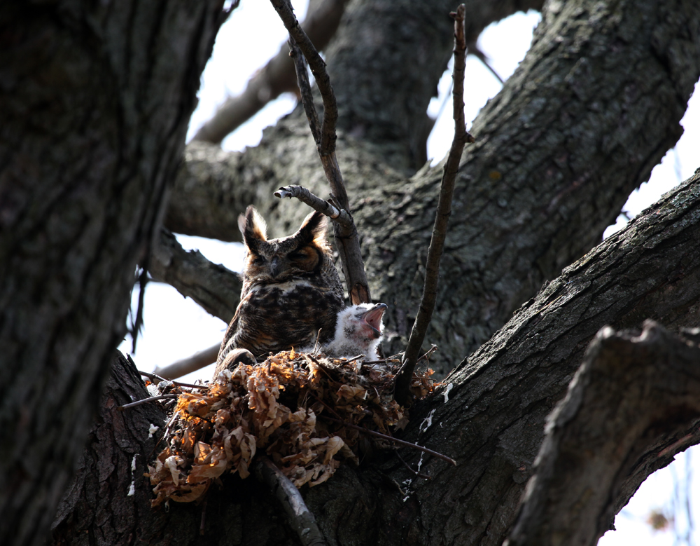 OWLET/MRTRAPPESTABROOKOWLET4142012079x1000.jpg