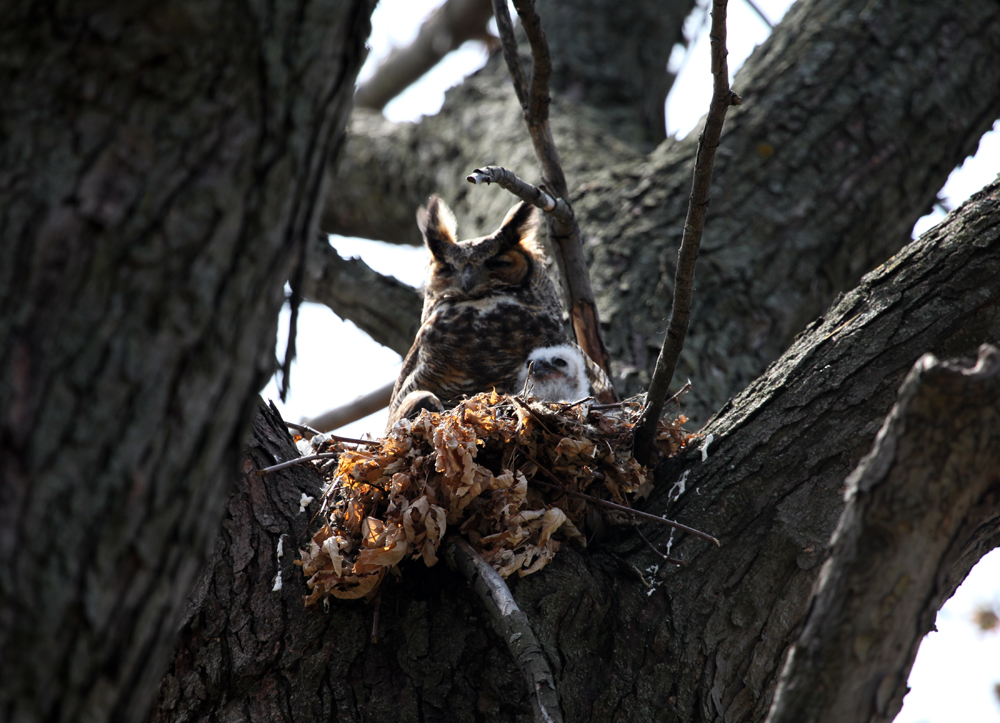 OWLET/MRTRAPPESTABROOKOWLET4142012079x1000.jpg