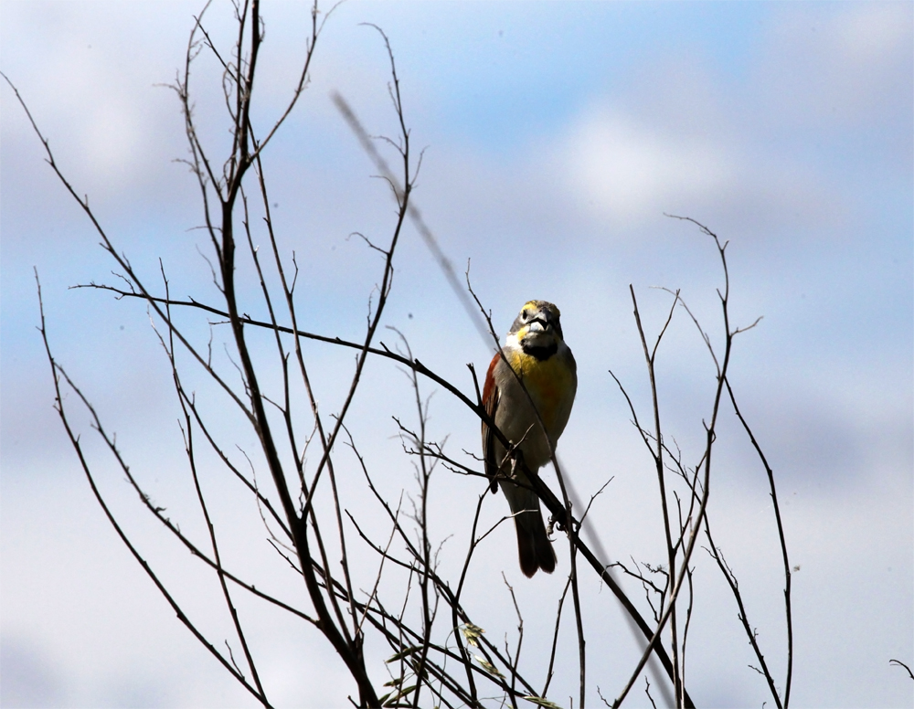 OWLET/NEWAREA6132012MRTRAPP056X1000.jpg