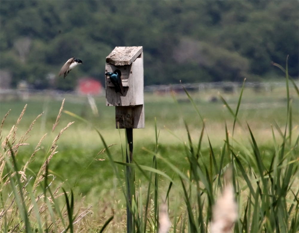 OWLET/NEWAREA6132012MRTRAPP156x1000.jpg