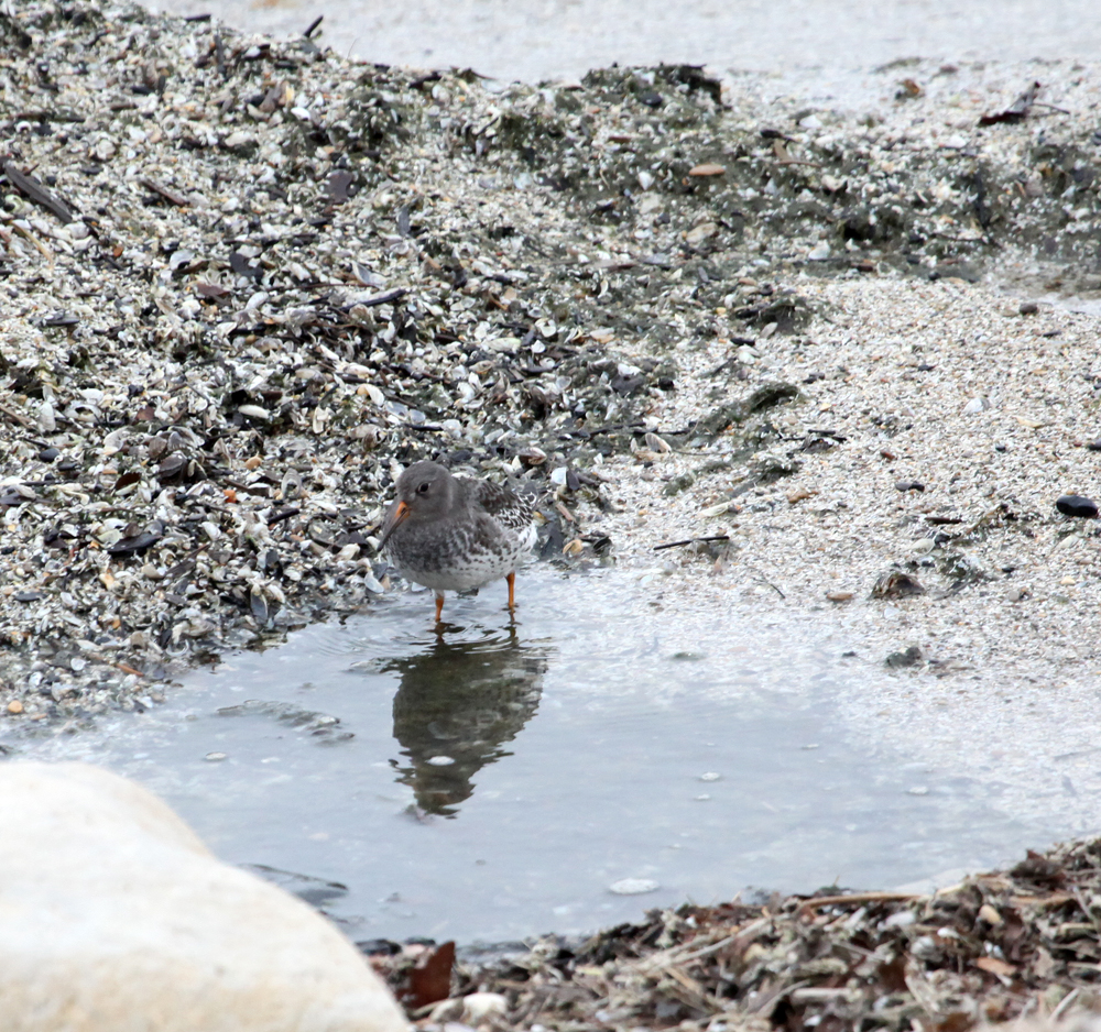 OWLET/PURPLESANDPIPER1.jpg