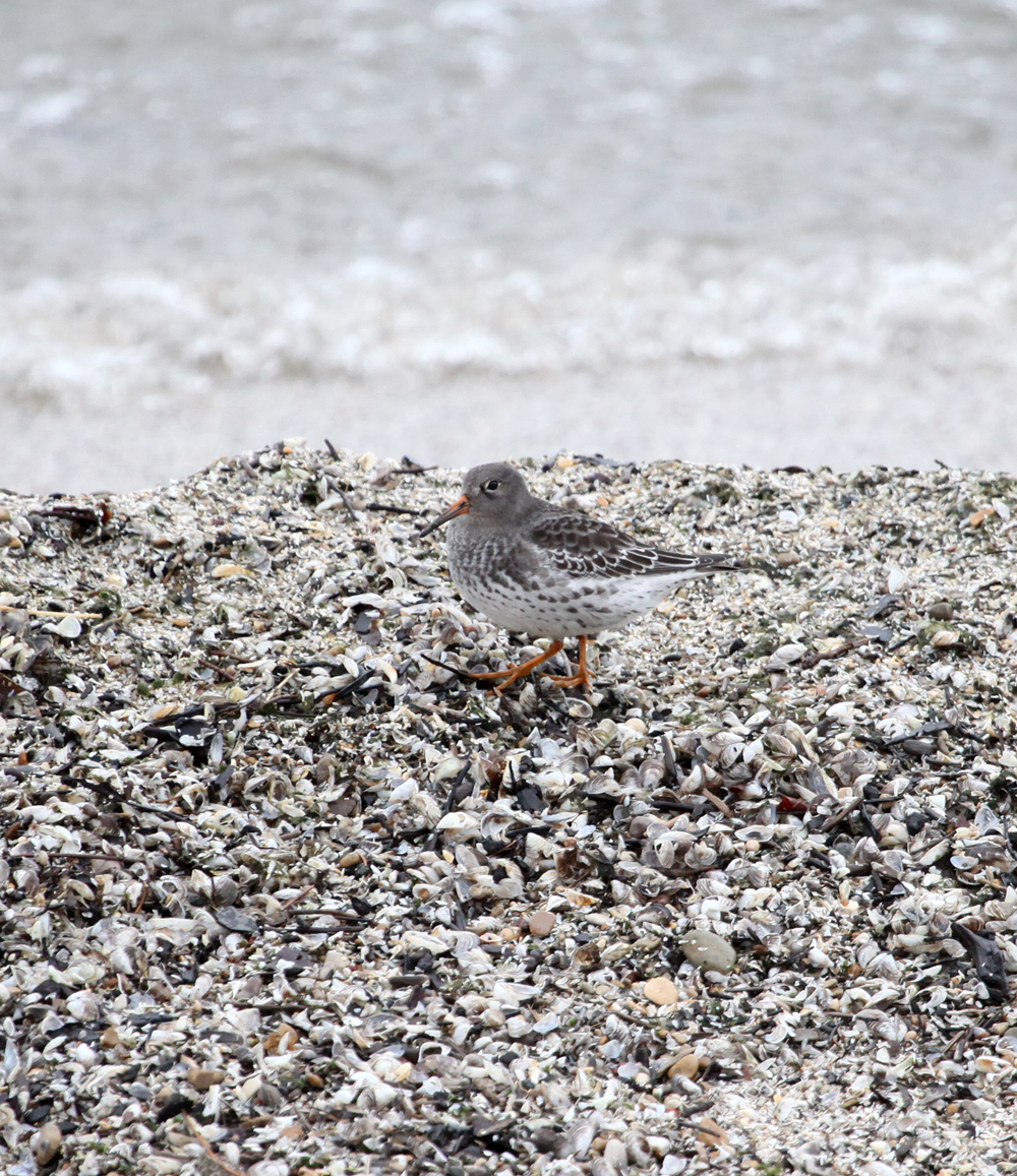 OWLET/PURPLESANDPIPER1.jpg