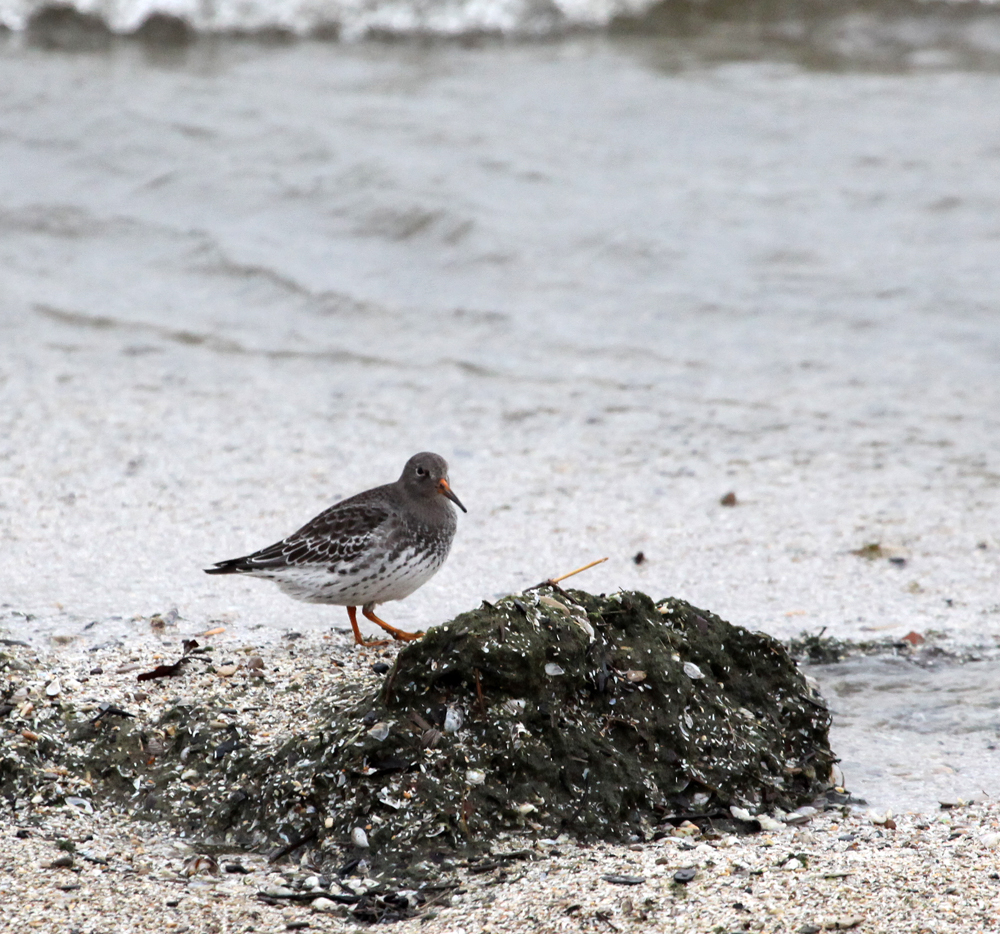 OWLET/PURPLESANDPIPER1.jpg