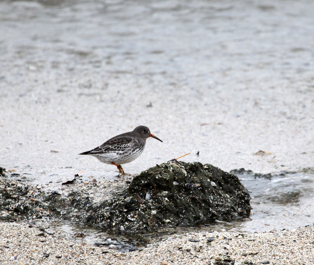 OWLET/PURPLESANDPIPER1.jpg