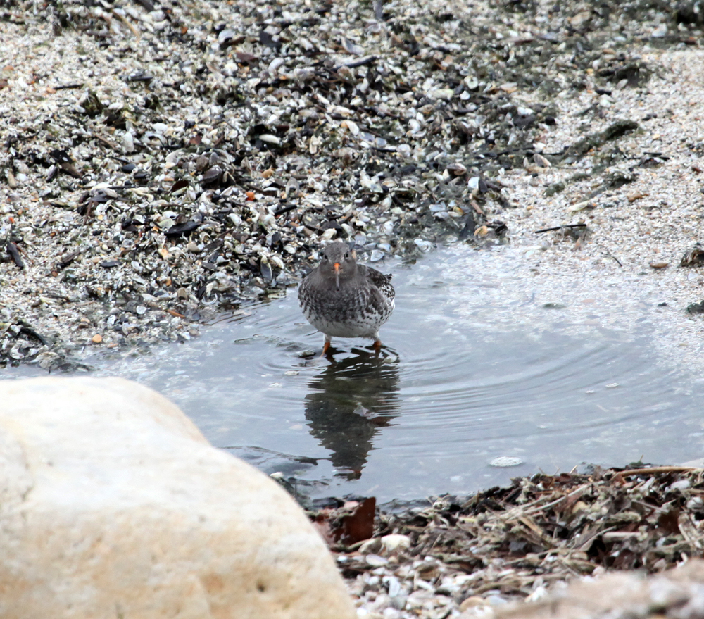 OWLET/PURPLESANDPIPER1.jpg