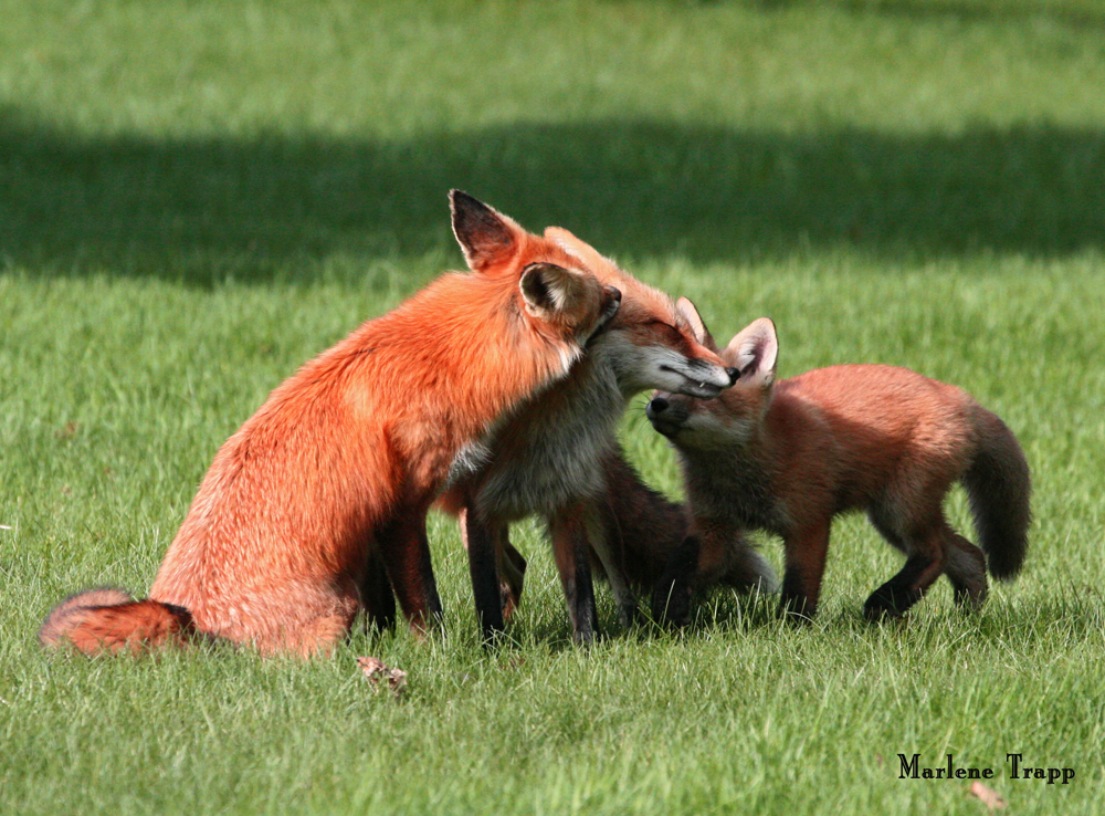 OWLET/REDFOX3.jpg