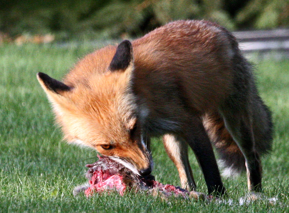 OWLET/REDFOXEATING036.jpg