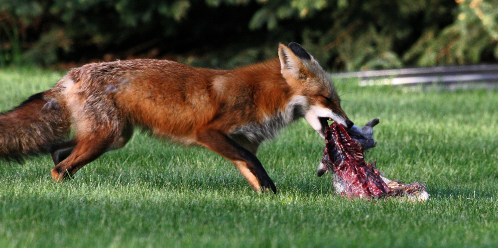 OWLET/REDFOXEATING036.jpg