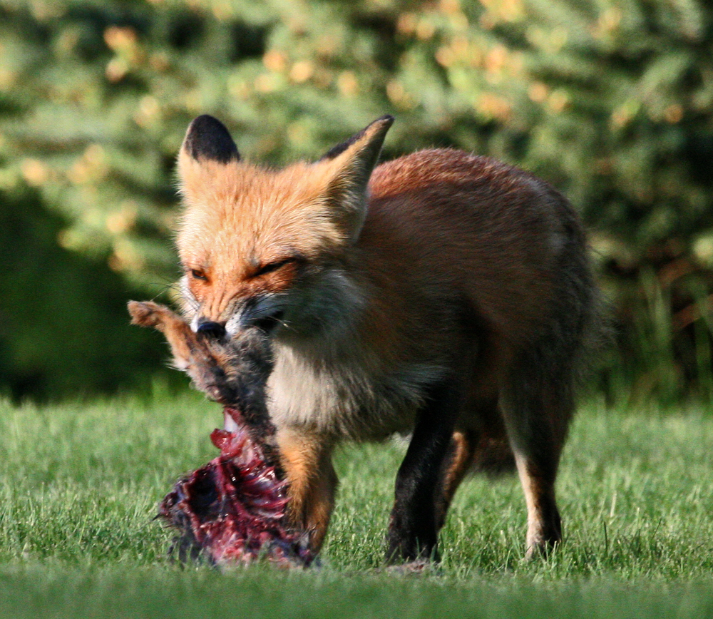 OWLET/REDFOXEATING036.jpg