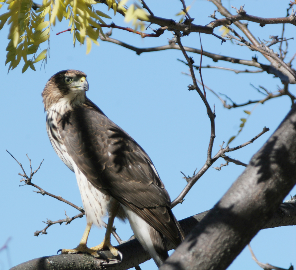 OWLET/Owlet24.jpg