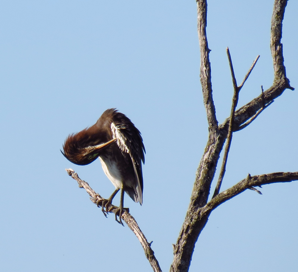 OWLET/SX40VERNONUPPER8212012VJT009X1000.jpg