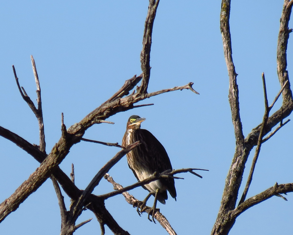 OWLET/SX40VERNONUPPER8212012VJT009X1000.jpg