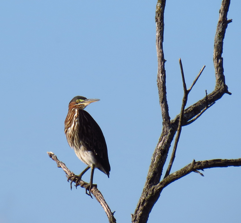 OWLET/SX40VERNONUPPER8212012VJT009X1000.jpg