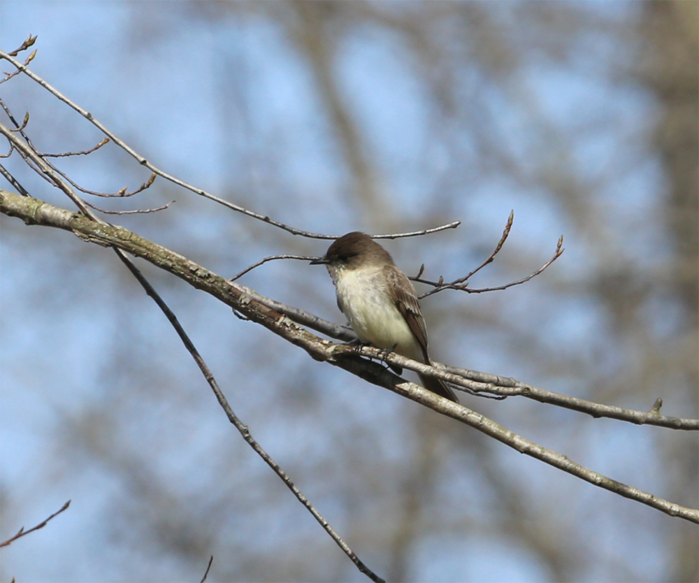 OWLET/TICHIGAN272013MRT037X1000X037.jpg