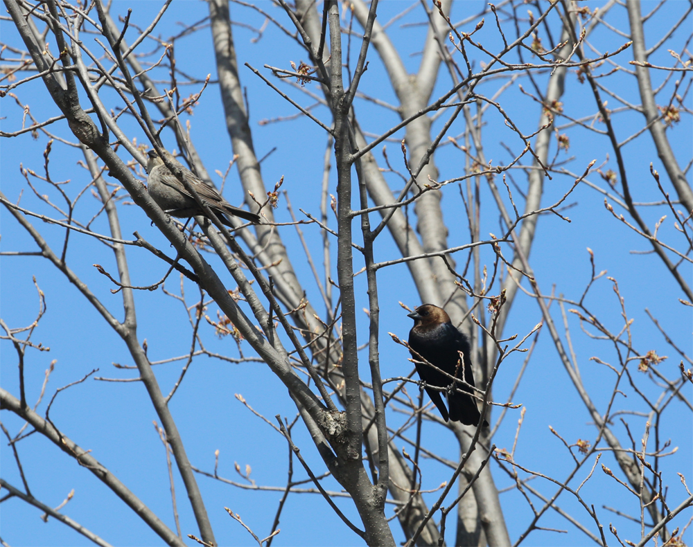 OWLET/TICHIGAN272013MRT037X1000X037.jpg