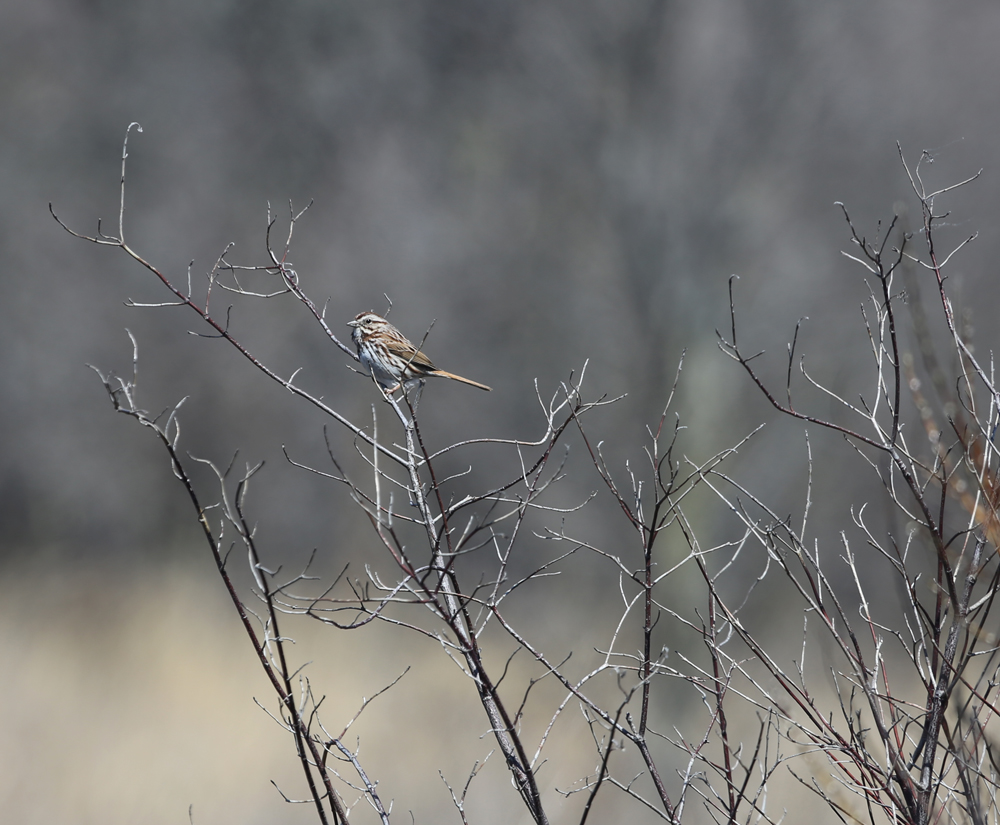 OWLET/TSWILDLIFE420213MRT106X1000.jpg